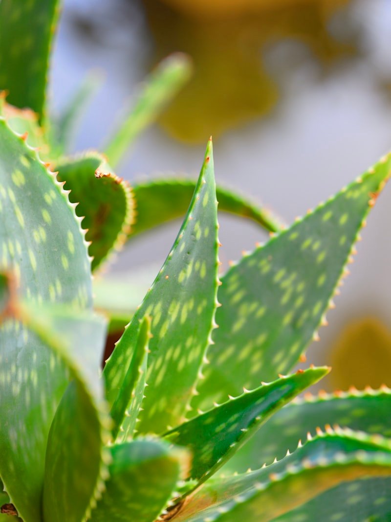 Aloe Vera